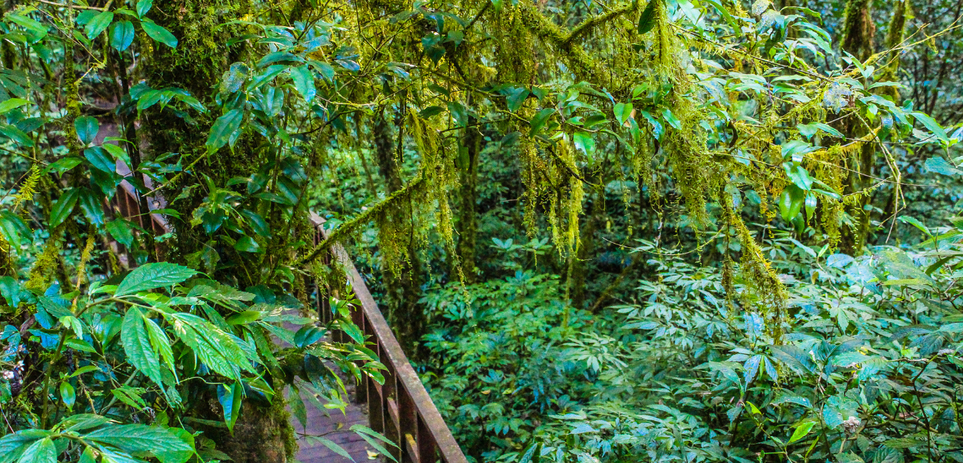 Pathway in trees zen nature